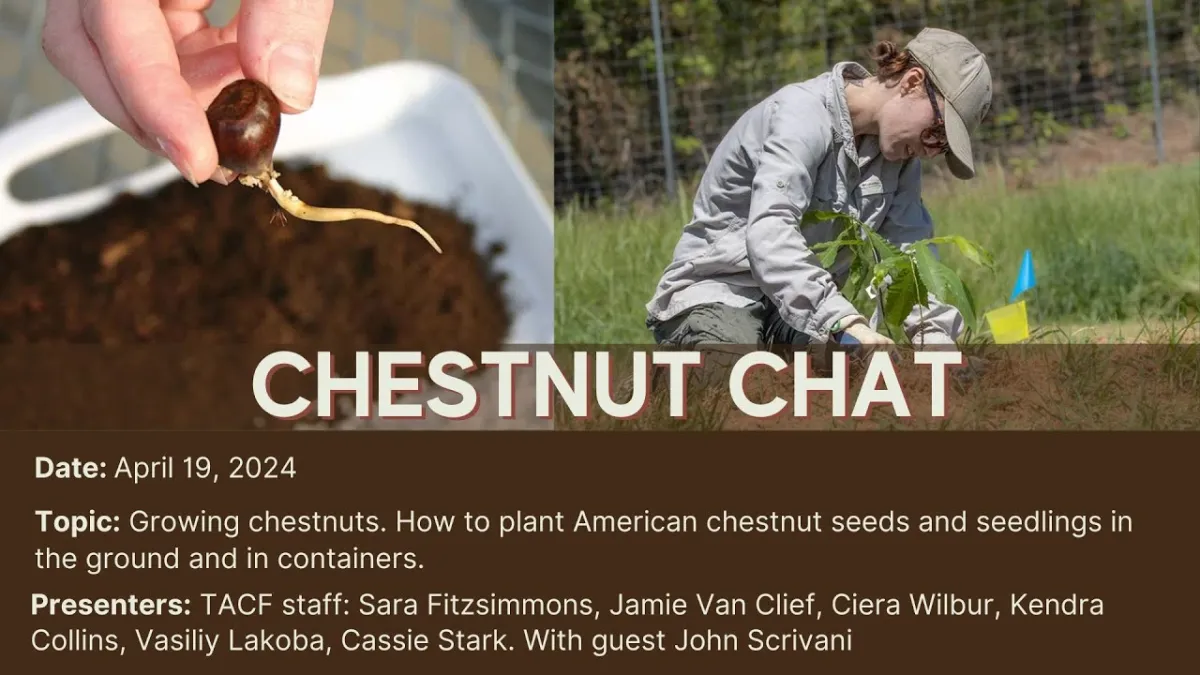 American Chestnut Foundation