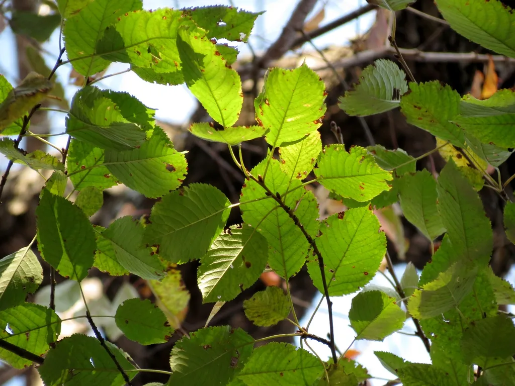 Betula lenta