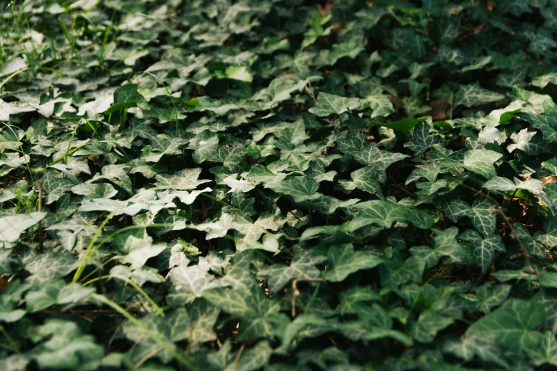 The Government Paid Farmers $8 an Acre to Plant This Miracle Vine — Now It Costs $500 Million Annually to Remove