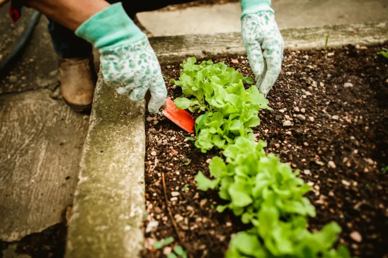 The Garden Weed Thomas Jefferson Ate for Breakfast — and Scientists Are Now Obsessing Over