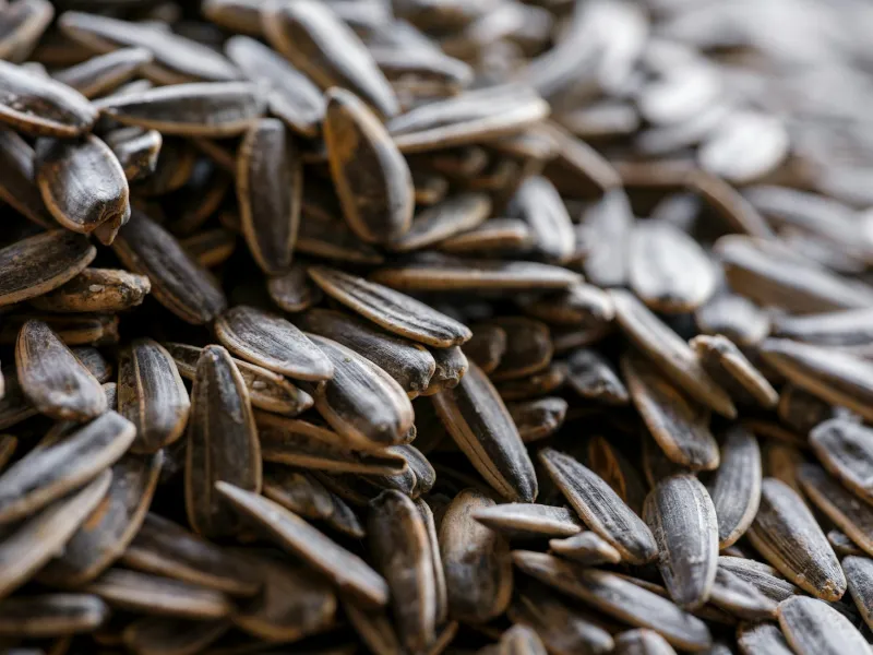 The Roasted Seed That Fed America's Heroes — Until Big Sugar Buried It Forever