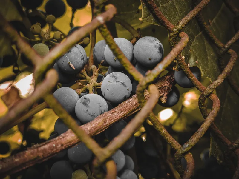 The Wild Grape That Tastes Like Childhood — And Still Grows in Your Backyard